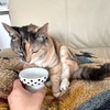 猫と暮らすのは思っていた以上に気持ちのやりとりがある。
