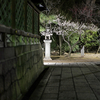 氏神さまで満開になった１本の白梅を夜に愛でる@2026