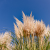 ふさふさなのは雌株だけ：パンパスグラス