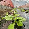 小松菜や白菜など葉物野菜も順調に成長中