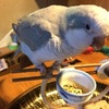 インコの好き嫌いその2