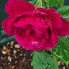 臨床検査技師の独り言---庭の薔薇が咲き始めました(◍•ᴗ•◍)