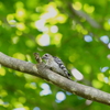 近所の公園に探鳥に行きました