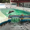 【涼を求めて】しながわ水族館へ行ってきた