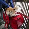 柴犬・萩子さん　ついに　天国病院入院しました！　皆さん応援ありがとうございました