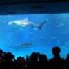 人気の美ら海水族館★〈2〉★沖縄本土満喫4泊5日の旅