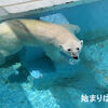 涼んでブクブク
