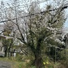 観桜の古木に皺の走りけり(あ)