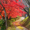 大野ダムの紅葉