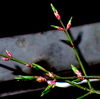 芽吹くニシキギ