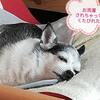シャンプーと言って