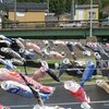 加茂市内散策「雪椿園」、「加茂川を泳ぐ鯉のぼり」 2025(4/17)