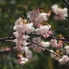 荒川神社の早咲き桜