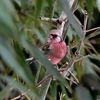 日本　散歩道の野鳥たち
