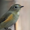 公園の野鳥達（2月11日）