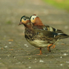 オシドリ幼鳥？