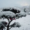 積もった雪！