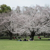 サクラ満開の大庭城址公園