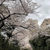 アジアな空間　その２０１００　雨の中の桜パト　高輪付近　の巻