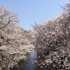 恩田川桜散歩・海老名・歯医者