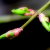 ほんのり輝くニシキギの芽吹き