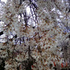 妙泉寺の枝垂れ桜