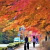 もみじを追いかけようぜって／山中湖旭日丘湖畔緑地公園にて