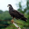 ベリーズ　タニシをわしづかみにする Snail Kite（スネイル　カイト） 