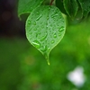 雨のち雨