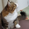 あんずがいっぱい173　年末のあんず