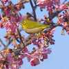 我が家の桜は枝垂れ？