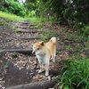 今日の柴犬の小麦さん