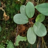 Homalomena sp”甲冑”BNN from Sibolga timur【AZ0822-3】