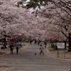 酒津公園（岡山県倉敷市）～堤の桜並木は圧巻。駐車場も無料。