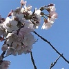 春色