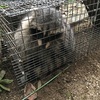 アライグマ捕獲