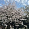 花見