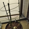 蒼角殿(クライミングオニオン)の開花