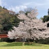 そろそろ「桜」