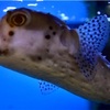 渚の駅たてやま ミニ水族館と博物館分館