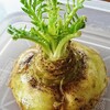 野菜高騰の今こそ！リボーンベジタブルをご存知ですか？リボベジで大根の葉をもう一度楽しもう！！