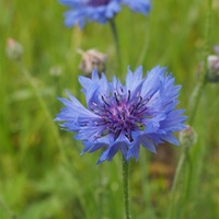 野の花