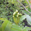 チョット膨らんできたつぼみ　モッコウバラ　黄花