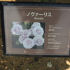 ノヴァーリス　京成バラ園　2016/05/16