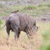 イボイノシシ(Warthog)など