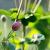 今年は半月ほど花が早いような・・・秋明菊