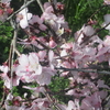芭蕉「桜・花」10 句