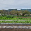 ６０日🌱白菜苗植え