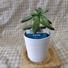 銘月の植え替えと胴切り他