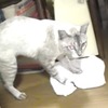 床掃除する猫「何であんたって子は汚れた足で入るの！」とお母さんみたいな動画